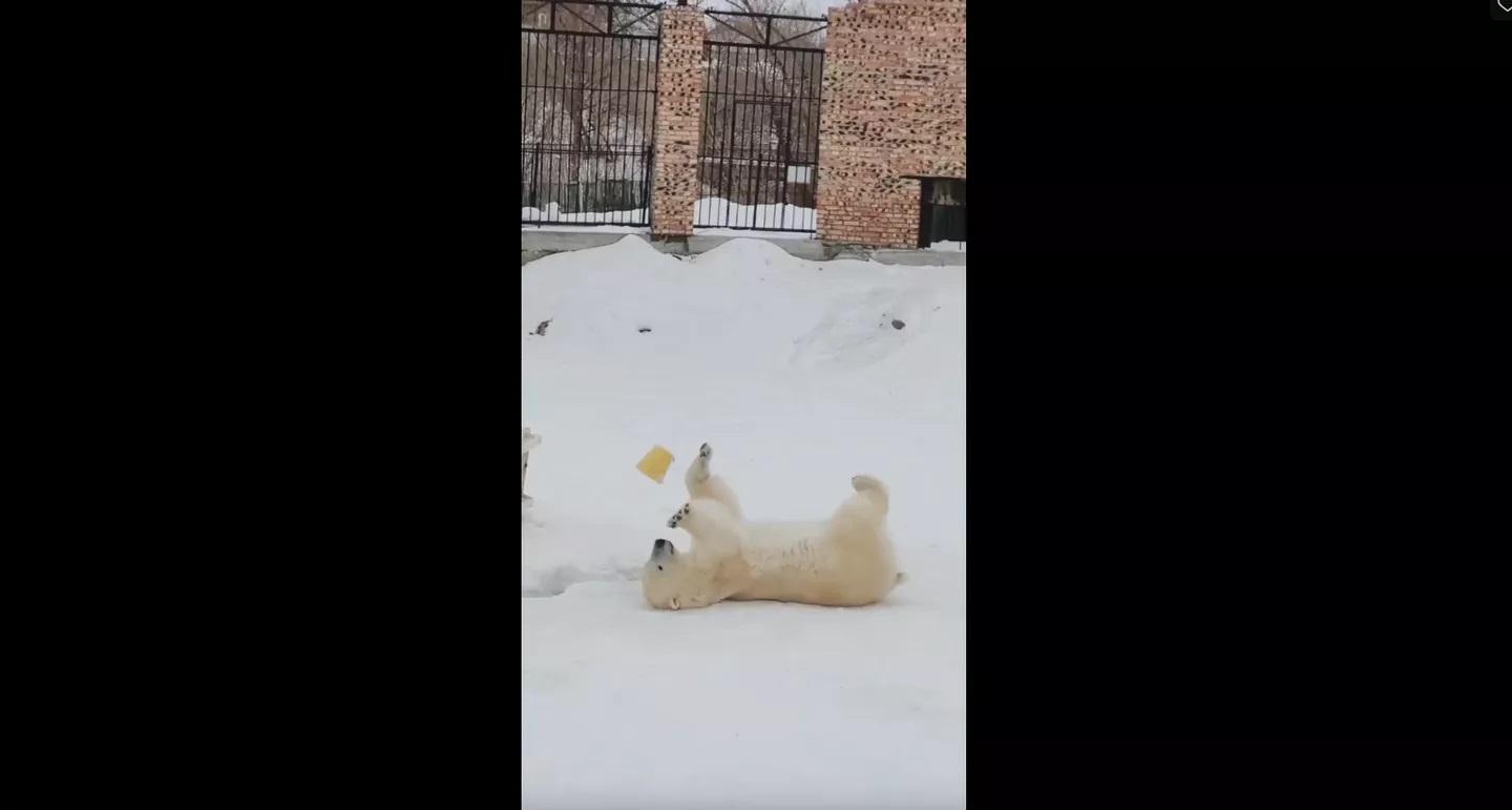 Фото В Омске от инсульта умерла белая медведица Забава 2